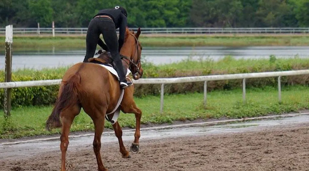 Racehorses, Lumbar and Glutes e-learning