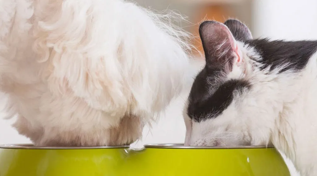 Animal Detoxification: What To Look For and What To Do A cat and a dog eating from a food bowl together.