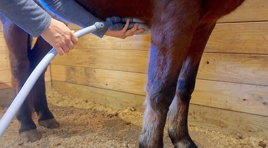 Acupressure - The Amazing Equine Calming Points horse