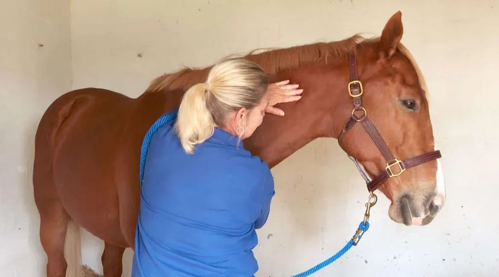 Pulse Equine Level 1 E-Learning Videos e-learning