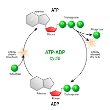 Cells: A Closer Look at How the Body's Building Blocks Function and Use Energy cells