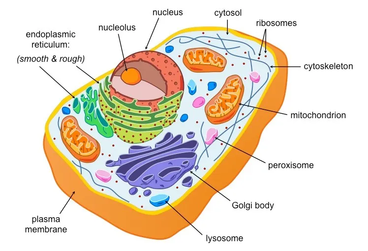 cells