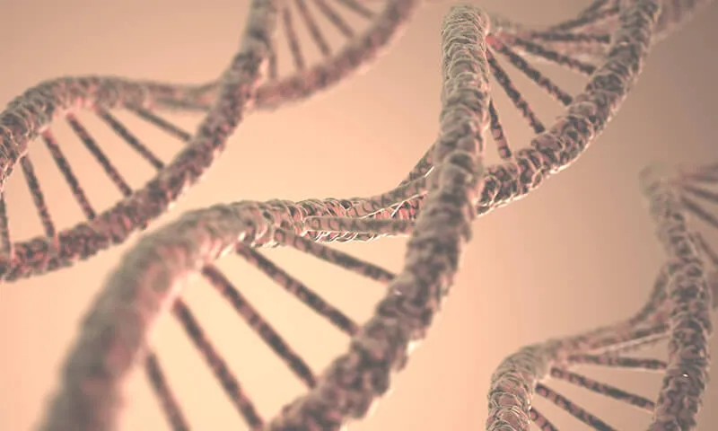 DNA Structure