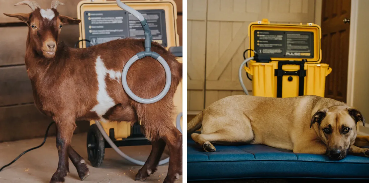 PEMF Therapy for Animals How Often Should I Use PEMF Therapy on My Pet_