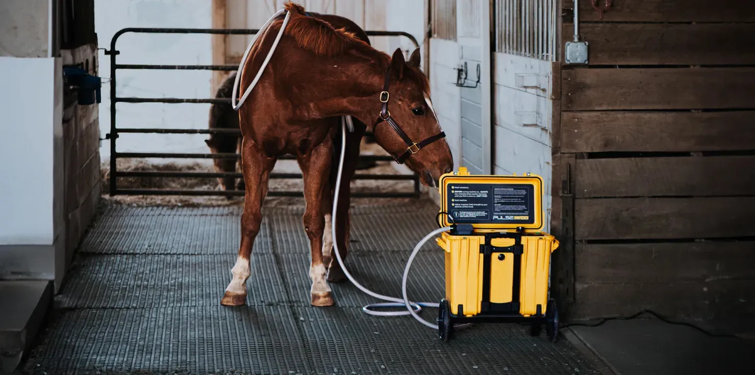 Seasonal Adaptations: How to Optimize PEMF Therapy for Horses Tips for Successful Seasonal PEMF Therapy for Horses