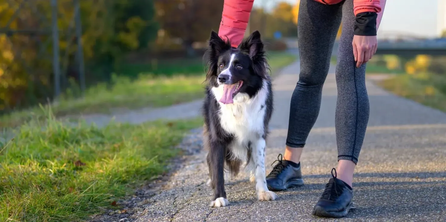 Supporting Your Senior Pet's Wellbeing: Beyond PEMF Exercise and Physical Therapy