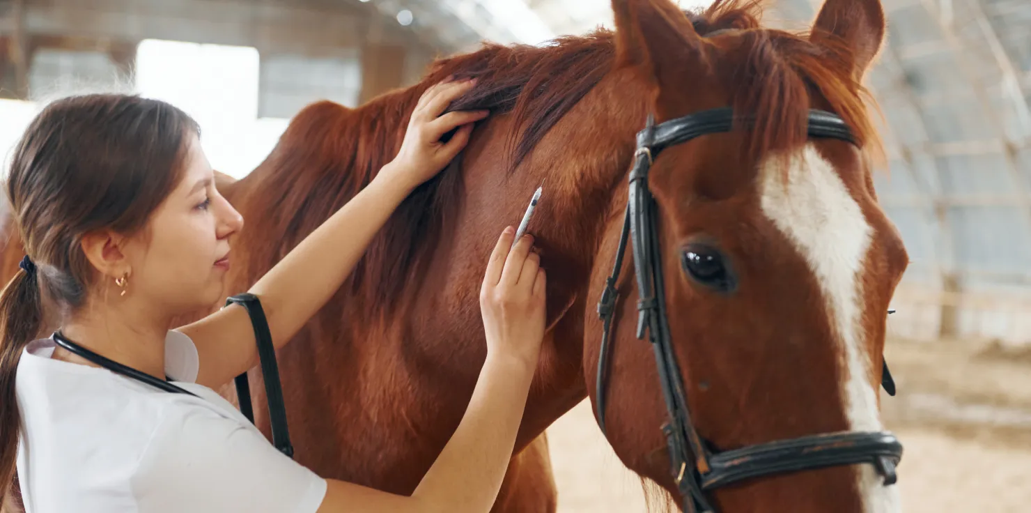 What Are the Best Practices for Fall Horse Care? Managing Parasites and Vaccinations