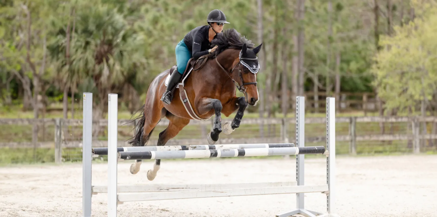 Educating Equine Professionals on Emerging Horse Therapies Methods for Educating Equine Professionals