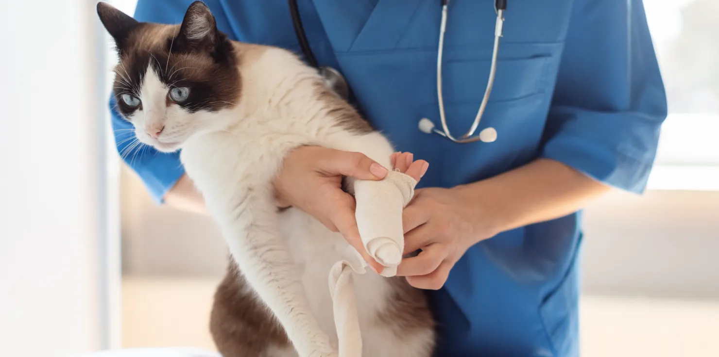 6 Signs Your Senior Pet Needs More Activity Stiffness and Reduced Mobility