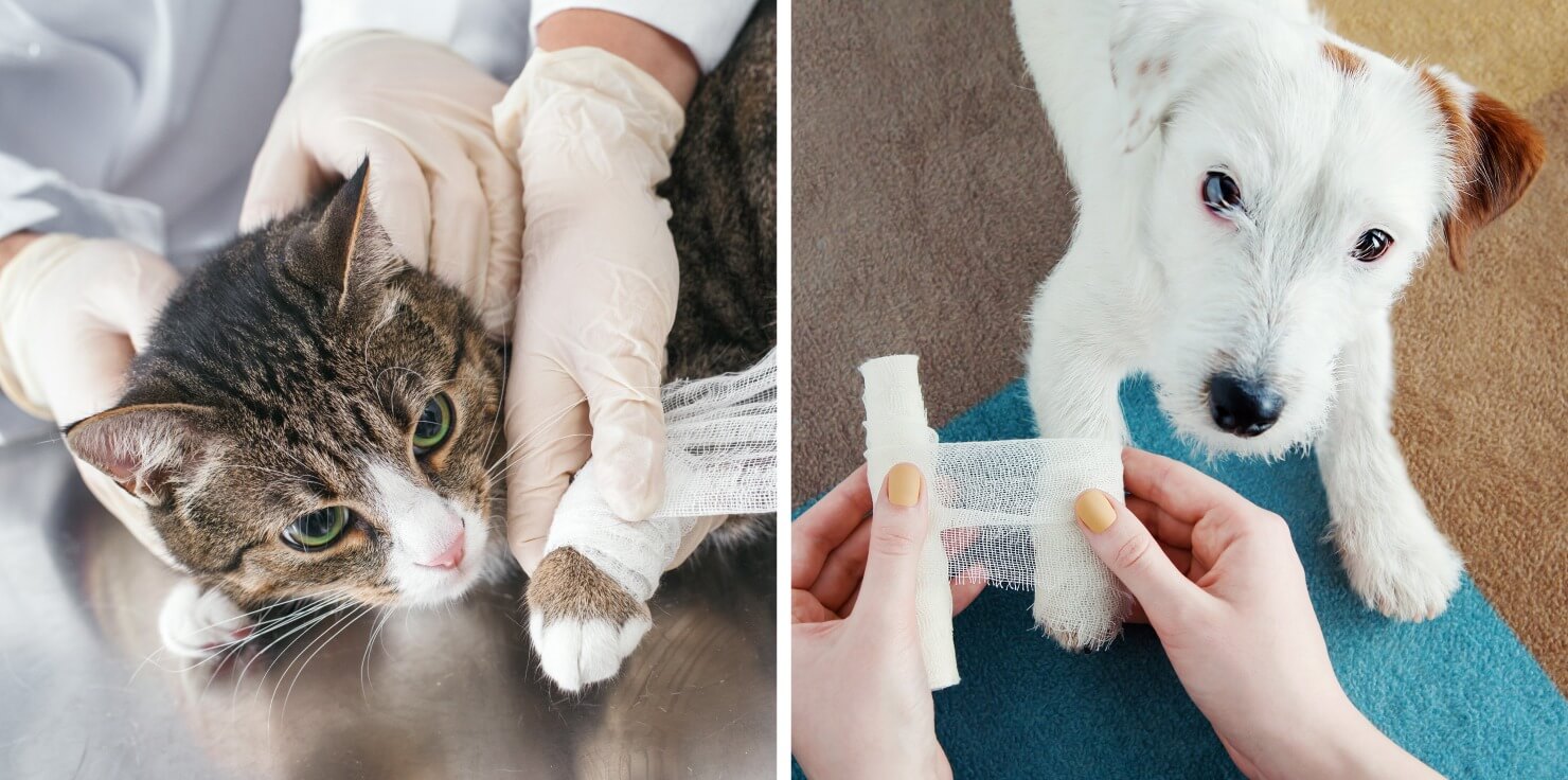 7 Common Types of Fractures in Dogs and Cats: What You Should Know 7 Common Types of Fractures in Dogs and Cats