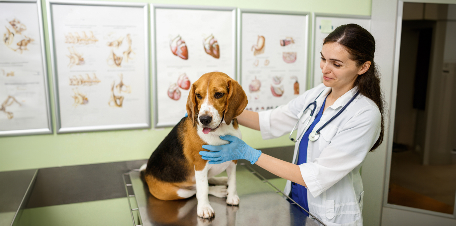 7 Common Types of Fractures in Dogs and Cats: What You Should Know How to Treat Fractures in Dogs and Cats