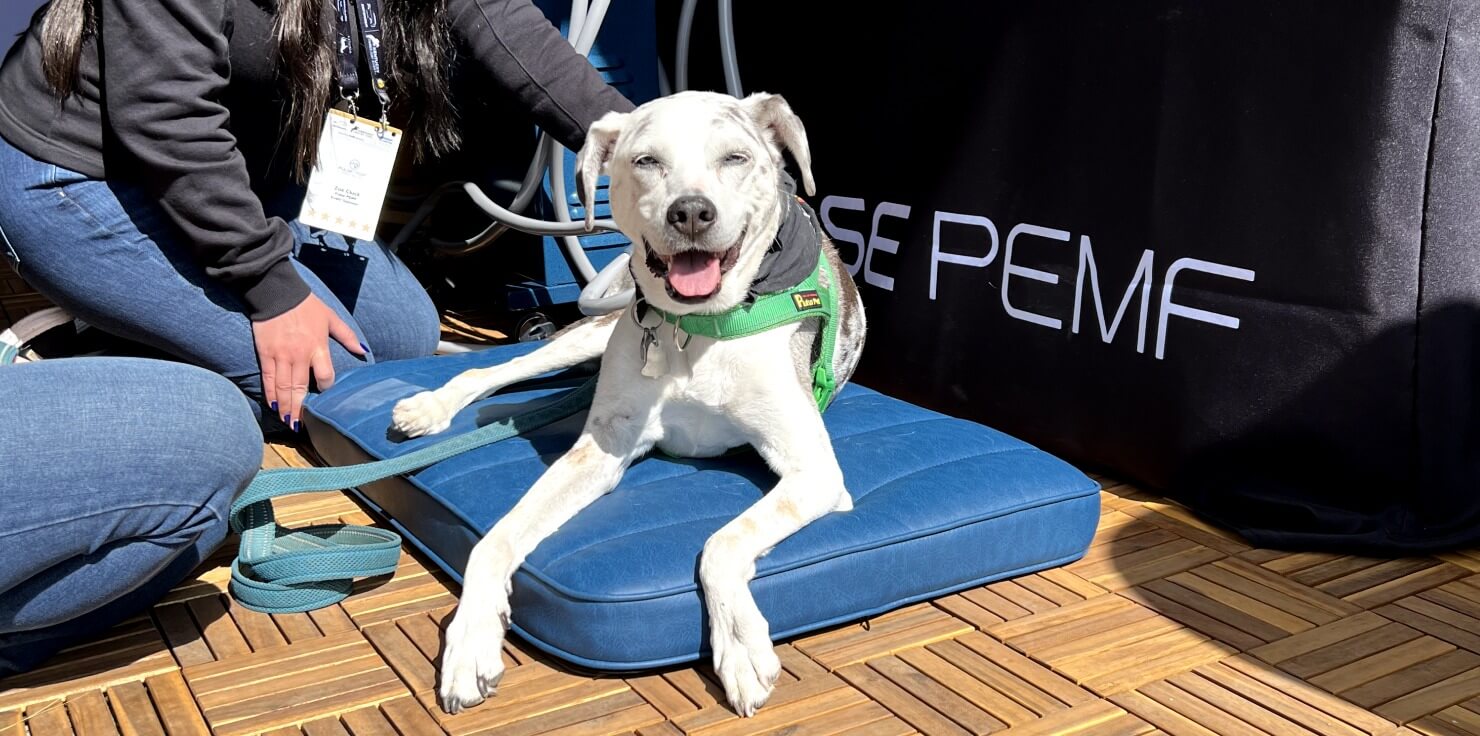 7 Common Types of Fractures in Dogs and Cats: What You Should Know Physical Therapy for Recovery