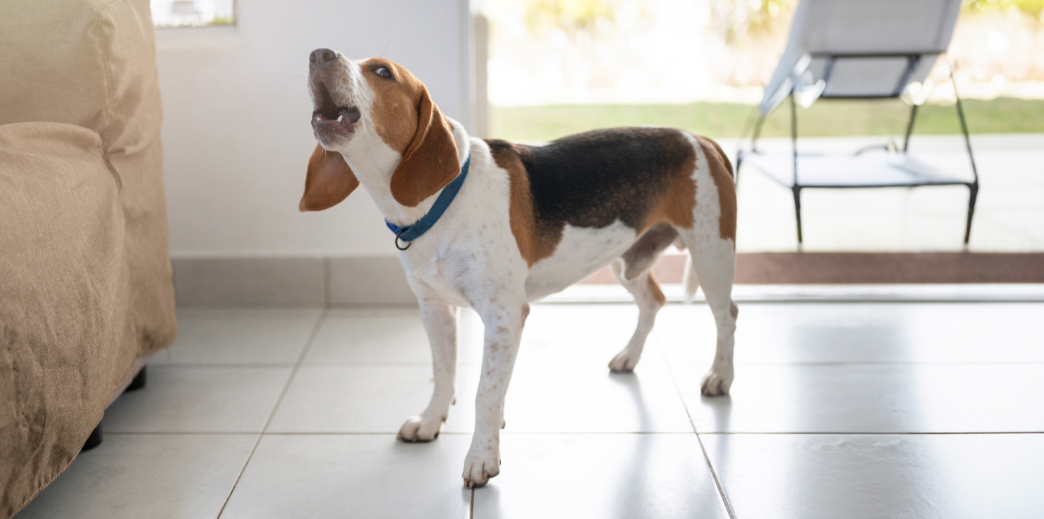 Dog Care: How to Enhance Your Dog's Quality of Life Training and Behavioral Development