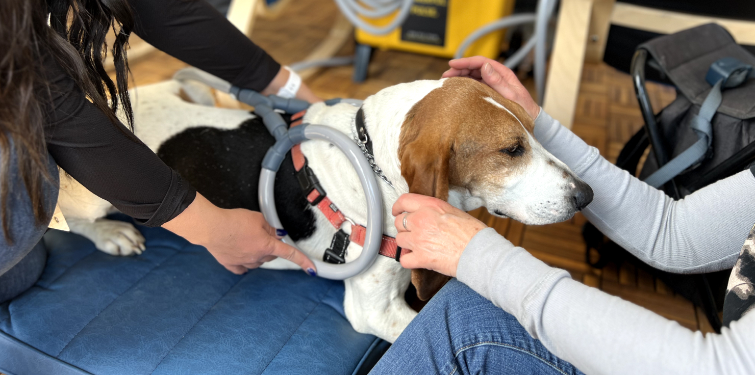 Dog Care: How to Enhance Your Dog's Quality of Life Wellness Devices for Dogs