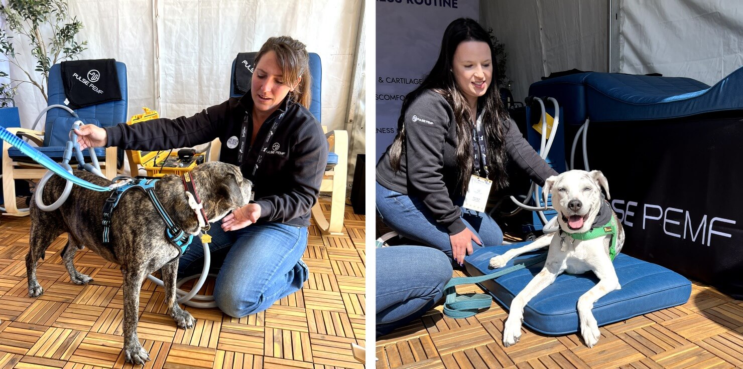24 PEMF Uses: From Human Wellness to Animal Care PEMF Uses for Animal Wellness